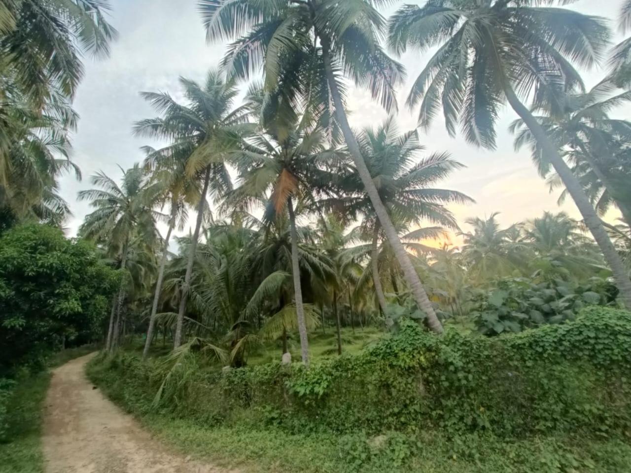 Evergreen * Kollengode
